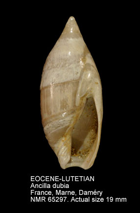 EOCENE-LUTETIAN Ancilla dubia.jpg - EOCENE-LUTETIANAncilla dubia(Deshayes,1830)